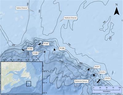 Small-Scale Patterns in the Distribution and Condition of Bamboo Coral, Keratoisis grayi, in Submarine Canyons on the Grand Banks, Newfoundland